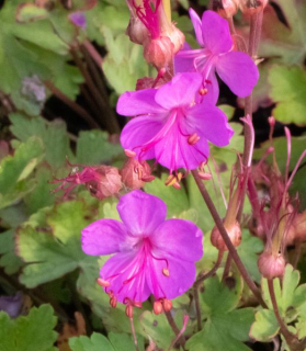 Geranium macrorrhizum ‘Sandy’s Smile’